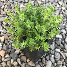 Attēlu rezultāti vaicājumam “Sedum sexangulare flower”