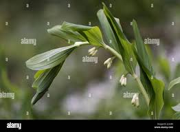 Attēlu rezultāti vaicājumam “Polygonatum multiflorum  flower”