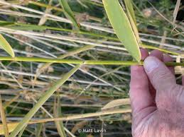 Attēlu rezultāti vaicājumam “Phragmites communis leaf”