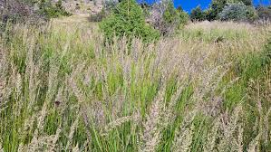 Attēlu rezultāti vaicājumam “Calamagrostis arundinacea leaf”