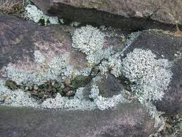 Attēlu rezultāti vaicājumam “Hypogymnia physodes”