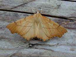 Attēlu rezultāti vaicājumam “Ennomos alniaria”