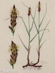 Attēlu rezultāti vaicājumam “Carex disticha”