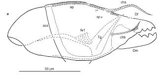 Attēlu rezultāti vaicājumam “Belbodamaeus sp.”