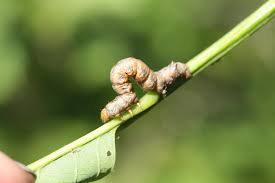 Attēlu rezultāti vaicājumam “Colotois pennaria”