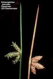 Attēlu rezultāti vaicājumam “Cyperaceae”