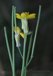 Attēlu rezultāti vaicājumam “Erysimum hieracifolium”