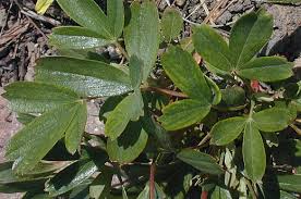 Attēlu rezultāti vaicājumam “Pentaphylloides fruticosa leaf”