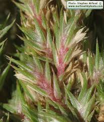 Attēlu rezultāti vaicājumam “Amaranthus retroflexus flower”