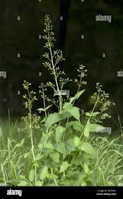 Attēlu rezultāti vaicājumam “Scrophularia umbrosa flower”