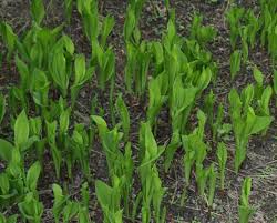 Attēlu rezultāti vaicājumam “Convallaria majalis bud”