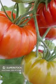 Attēlu rezultāti vaicājumam “Lycopersicon esculentum”