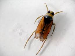 Attēlu rezultāti vaicājumam “Notonecta glauca”