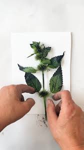 Attēlu rezultāti vaicājumam “Galeopsis tetrahit leaf”