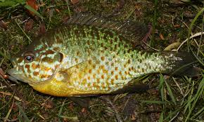 Image result for Lepomis gibbosus