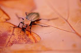 Attēlu rezultāti vaicājumam “Carabus cancellatus”