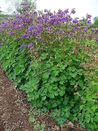 Image result for Akelei