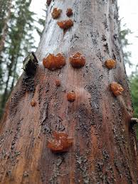 Attēlu rezultāti vaicājumam “Exidia saccharina”