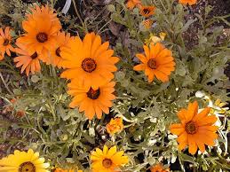 Image result for Dimorphotheca sinuata