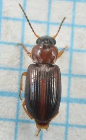 Attēlu rezultāti vaicājumam “Acupalpus flavicollis”