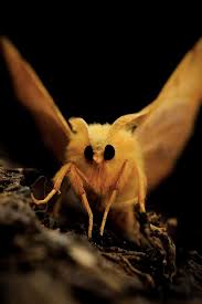 Attēlu rezultāti vaicājumam “Ennomos erosaria”