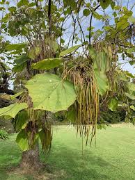 Attēlu rezultāti vaicājumam “Catalpa ovata fruit”