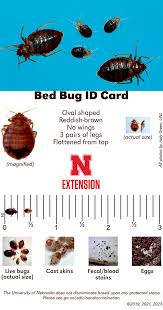 Image result for bed bugs
