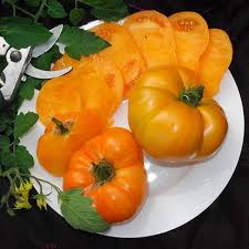 Afbeeldingsresultaat voor amana orange beefsteak tomato