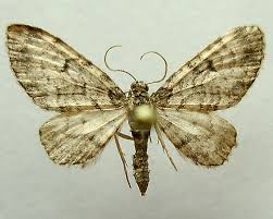 Attēlu rezultāti vaicājumam “Eupithecia tantillaria”