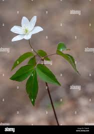 Attēlu rezultāti vaicājumam “Anemone nemorosa leaf”