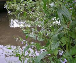 Attēlu rezultāti vaicājumam “Veronica anagallis-aquatica leaf”