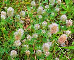 Attēlu rezultāti vaicājumam “Trifolium arvense”