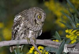 Image result for Otus scops
