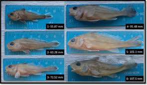 Image result for Umbrina cirrosa