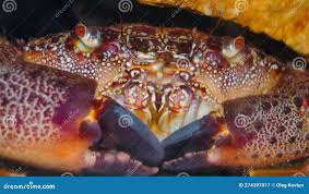 Image result for Eriphia verrucosa