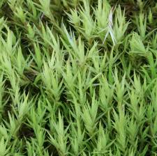 Attēlu rezultāti vaicājumam “Dicranum scoparium sporophyte”