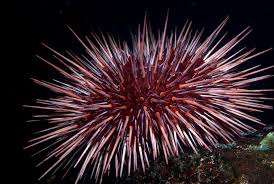 Image result for Mesocentrotus franciscanus