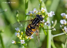 Attēlu rezultāti vaicājumam “Helophilus pendulus”