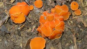 Attēlu rezultāti vaicājumam “Cheilymenia stercorea”