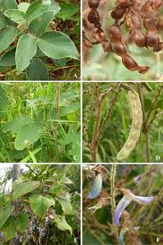 Attēlu rezultāti vaicājumam “Leguminosae”