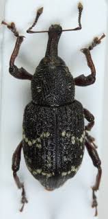 Attēlu rezultāti vaicājumam “Hylobius pinastri”