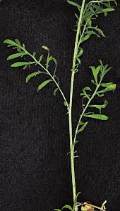 Attēlu rezultāti vaicājumam “Centaurea stoebe leaf”