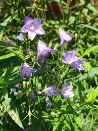 Attēlu rezultāti vaicājumam “Campanula rotundifolia”