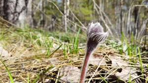 Attēlu rezultāti vaicājumam “Pulsatilla patens bud”