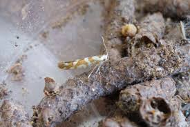 Attēlu rezultāti vaicājumam “Argyresthia goedartella”