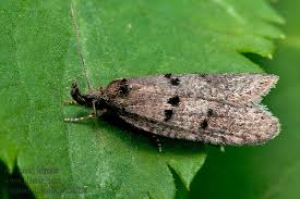 Attēlu rezultāti vaicājumam “Luquetia lobella”