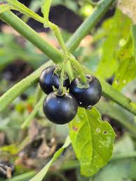 Attēlu rezultāti vaicājumam “Solanum nigrum”