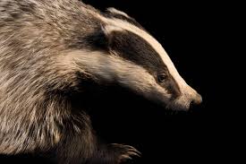 Attēlu rezultāti vaicājumam “Meles meles”