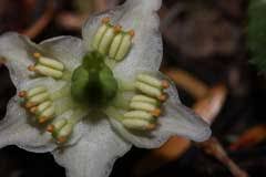Attēlu rezultāti vaicājumam “Moneses uniflora fruit”