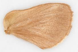 Attēlu rezultāti vaicājumam “Malacosoma castrensis male”